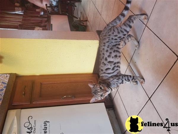 taraznprints Picture 3